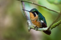 Kolibrik fialovohrdly - Lampornis calolaemus - Purple-throated Mountain-gem o2542